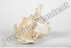 Whole Body Seashell